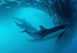 Common dolphin swimming through sardine shoal. by Charles Wright 